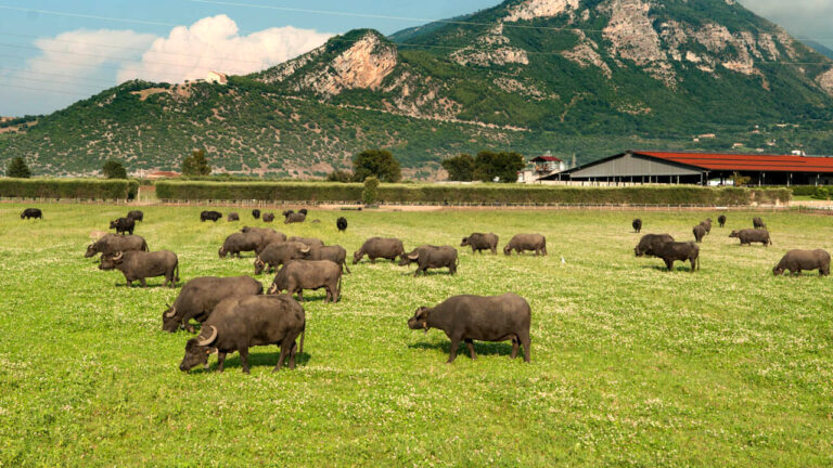 bufale_tenuta_Vannulo-2